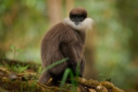 Hulman rudolici - Semnopithecus vetulus - Purple-faced Leaf Monkey o7132